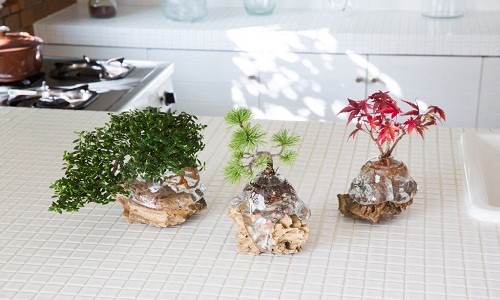 Aqua bonsai - Thú chơi cây cảnh độc nhất vô nhị Tết 2018