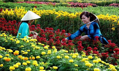 Những làng hoa Tết miền Tây nguy cơ hứng bão số 16