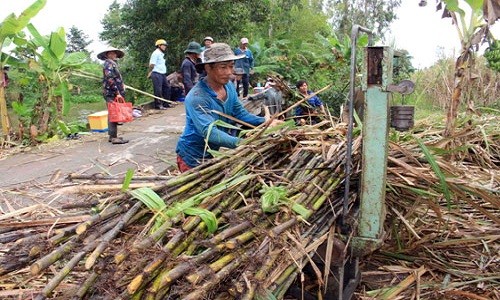 Ế 30.000 tấn đường, Bí thư Hậu Giang phải kêu gọi "giải cứu”