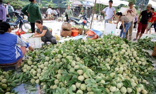 Ghé thăm chợ na lớn nhất miền Bắc ở Lạng Sơn