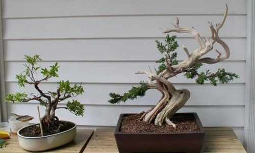 Loạt bonsai gỗ lũa đẹp khó rời mắt