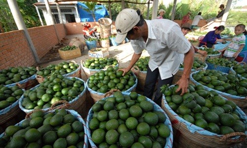 Những ngôi làng trồng cam giàu có ở Việt Nam