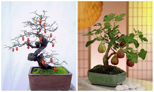 Mãn nhãn loạt bonsai có trái chơi Tết cực độc