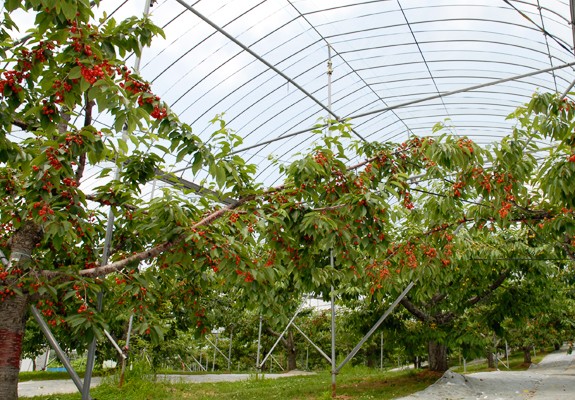 Bên trong trang trại cherry cho khách ăn thoải mái ở Nhật 