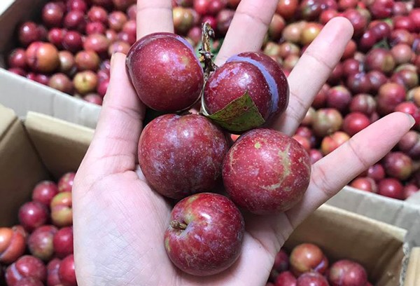 Mận trái mùa giá “chát” rao bán đầy trên mạng, NTD coi chừng hàng Tàu