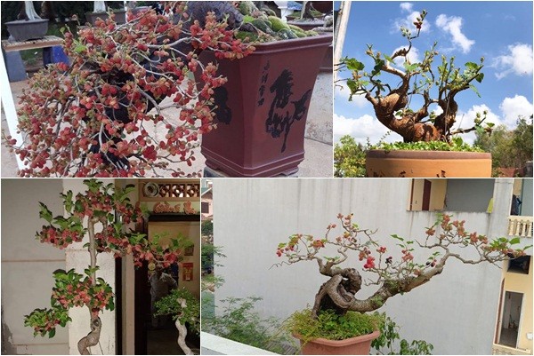 Kỳ lại thú chơi bonsai dâu tằm chín đỏ đẹp hút mắt của đại gia