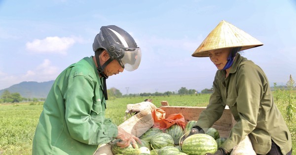 Nông dân phấn khởi thu hoạch dưa giữa trưa nắng chang chang 