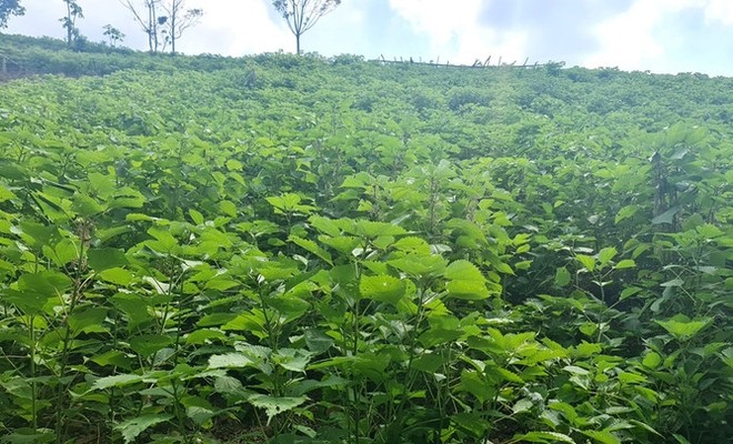 Trồng 'cây làm giàu', người dân Thanh Hoá lâm cảnh nợ nần 