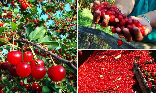 Thu hoạch cả cây cherry chỉ trong một cái rung lắc