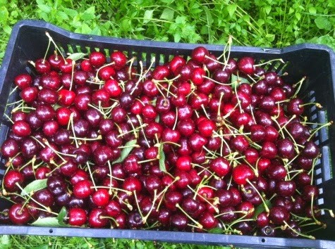 Trái cherry rụng như mưa sau màn rung lắc của nông dân Mỹ