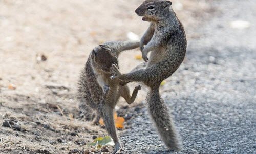 Sóc tỷ thí võ kung-fu trong cuộc chiến tranh giành hạt