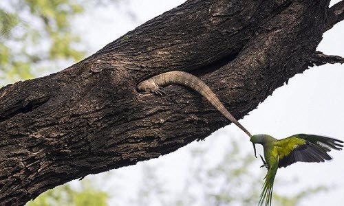 Vẹt mẹ bất lực chiến đấu với kỳ đà để bảo vệ con