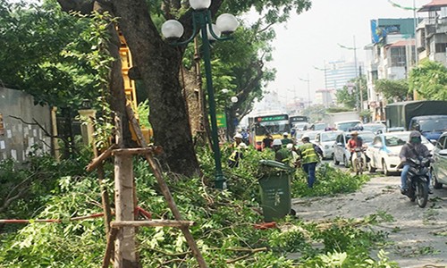 Lãnh đạo công ty Cây xanh nói gì vụ tỉa cây gây tắc đường Hà Nội?