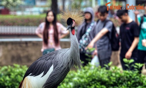 Sung sướng trong khu vườn chim giữa trung tâm Sài Gòn