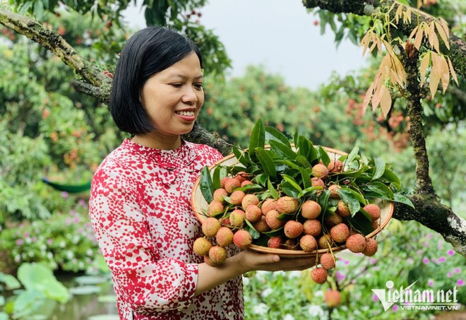 Trồng loại cây cho ‘quả ngọc’, nông dân thu cả vạn lượng vàng