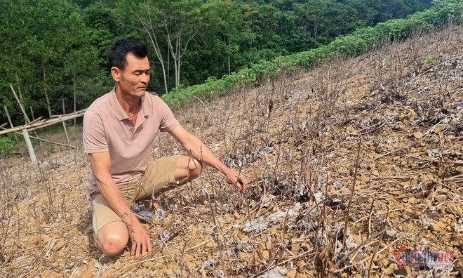 Phá bỏ 'cây làm giàu': Giải quyết việc thiếu tiền, mở rộng lại vùng trồng