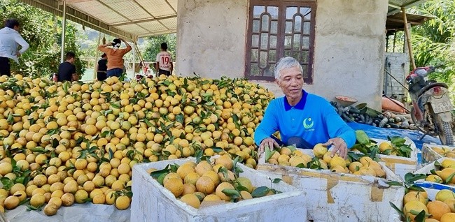 Nông dân Phú Thọ thu tiền tỷ nhờ trồng cam trên đất đồi dốc