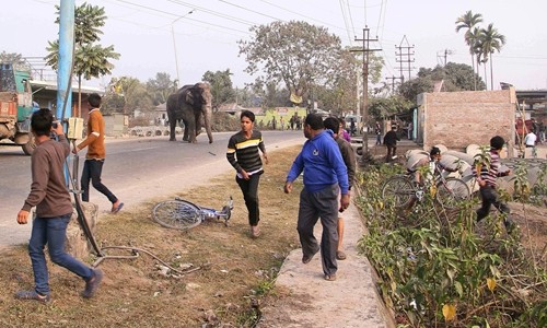 Chùm ảnh voi rừng náo loạn thị trấn Ấn Độ