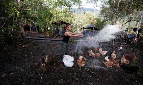 Những ngày cuối cùng ​của FARC ở Clombia