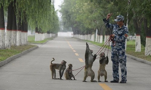 Trung Quốc huấn luyện chó, khỉ, đại bàng cho duyệt binh 3/9