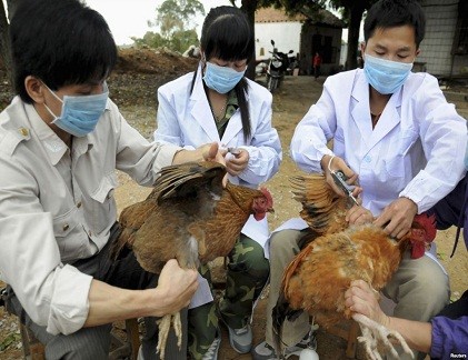 Trưởng ban thú y bị nhiễm cúm A H5N1