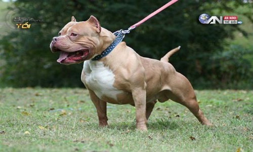 Kinh hãi cảnh chó Pitbull cắn xé đồng loại đến chết