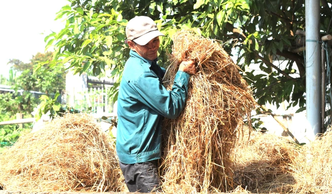 Quảng Nam: Nông dân đổi đời nhờ... rơm rạ