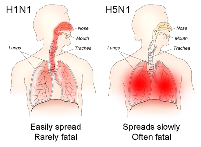 Cơ chế gây tử vong của cúm H5N1