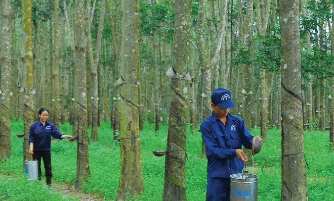 Miễn nhiễm COVID-19, Cao su Tây Ninh báo lãi quý 1 gấp 5 cùng kỳ