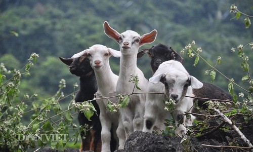 Đại gia Ninh Bình săn dê rừng sạch làm đặc sản ăn Tết