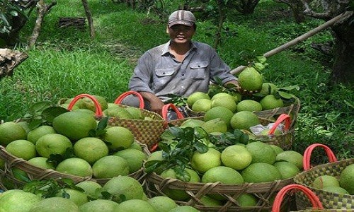 Thương lái Trung Quốc yêu cầu mua bưởi kiểu lạ đời