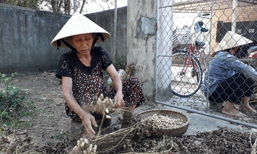 Hà Tĩnh: Lạc mất giá từ 25.000 còn 15.000 đ/kg, chờ giải cứu