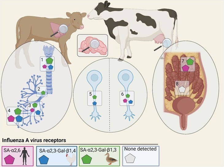 Sự phân bố các loại virus cúm trên các cơ quan của bò.