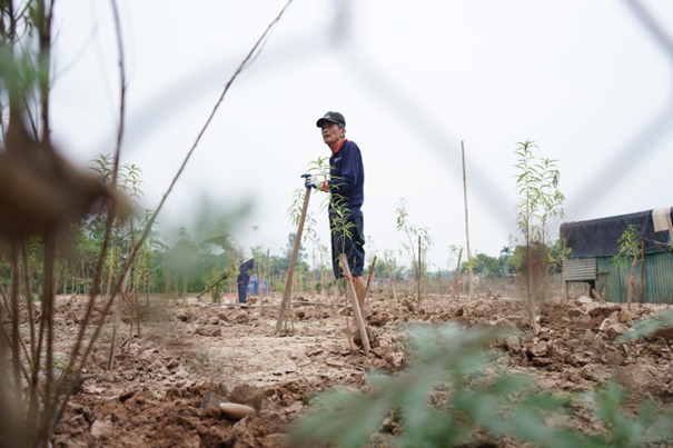 Ông Chu Văn Thư (Phú Thượng, Tây Hồ), cựu chiến binh, nói: “Nhà tôi cũng bị hỏng khoảng 400 cây, những cây còn sống thì lá cũng úa vàng héo và cũng đang chết dần, chắc chắn sẽ không ra hoa được cho Tết năm nay. Tôi bắt đầu phải mua cây đào con, trồng lại để cuối năm còn ghép mắt”. Ông Chu Văn Thư (Phú Thượng, Tây Hồ), cựu chiến binh, nói: “Nhà tôi cũng bị hỏng khoảng 400 cây, những cây còn sống thì lá cũng úa vàng héo và cũng đang chết dần, chắc chắn sẽ không ra hoa được cho Tết năm nay. Tôi bắt đầu phải mua cây đào con, trồng lại để cuối năm còn ghép mắt”.