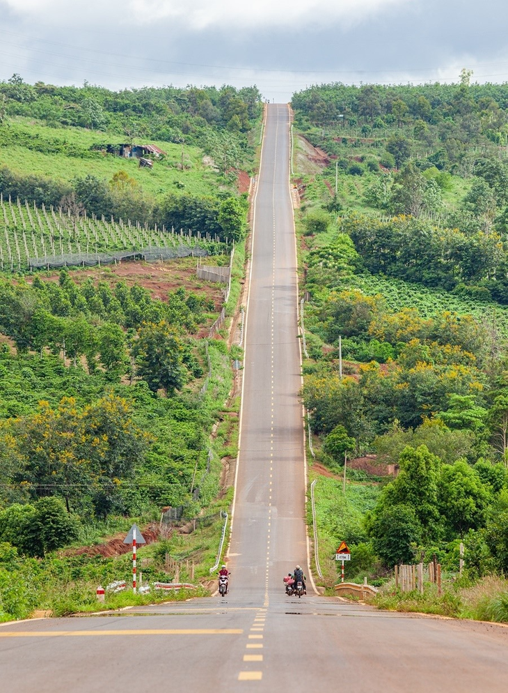 Con đường dốc thuộc một phần tuyến tránh của TP Pleiku, Gia Lai đi Kon Tum, thuộc địa phận xã Ia Pếch, huyện Ia Grai. Đoạn đường trải dài khoảng 1 km, với những cây muồng đen trổ hoa vàng hai bên đường. Muồng đen và muồng vàng là các loại cây được nhìn thấy nhiều tại các tỉnh Tây Nguyên, có tác dụng che bóng, chắn gió cho các vườn chè, cà phê. Ảnh: Báo Gia Lai Con đường dốc thuộc một phần tuyến tránh của TP Pleiku, Gia Lai đi Kon Tum, thuộc địa phận xã Ia Pếch, huyện Ia Grai. Đoạn đường trải dài khoảng 1 km, với những cây muồng đen trổ hoa vàng hai bên đường. Muồng đen và muồng vàng là các loại cây được nhìn thấy nhiều tại các tỉnh Tây Nguyên, có tác dụng che bóng, chắn gió cho các vườn chè, cà phê. Ảnh: Báo Gia Lai