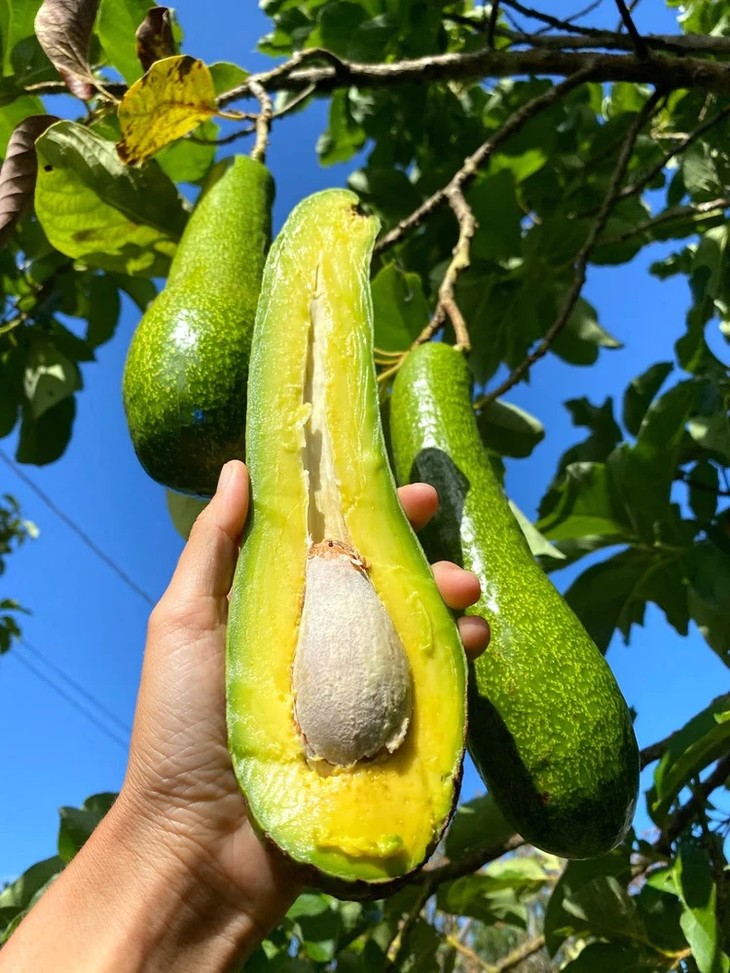 Cận cảnh giống bơ khổng lồ hơn 4 triệu/quả khách đổ xô mua - Hình 5 Can canh giong bo khong lo hon 4 trieu/qua khach do xo mua-Hinh-5
