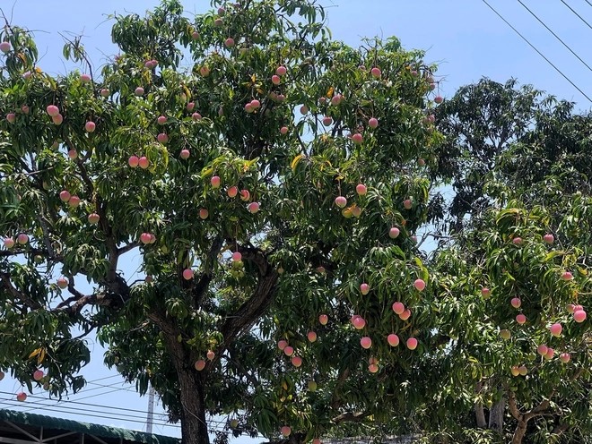 Cận cảnh cây xoài chi chít quả được ca ngợi đẹp nhất Việt Nam - Hình 3 Can canh cay xoai chi chit qua duoc ca ngoi dep nhat Viet Nam-Hinh-3