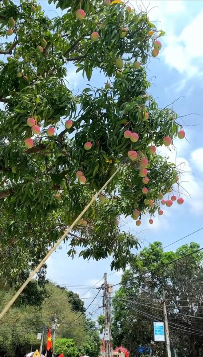 Cận cảnh cây xoài chi chít quả được ca ngợi đẹp nhất Việt Nam - Hình 5 Can canh cay xoai chi chit qua duoc ca ngoi dep nhat Viet Nam-Hinh-5