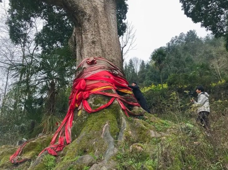 Bật mí loại gỗ quý hơn vàng, giá cao ngất ngưởng 800 tỷ - Hình 2 Bat mi loai go quy hon vang, gia cao ngat nguong 800 ty-Hinh-2