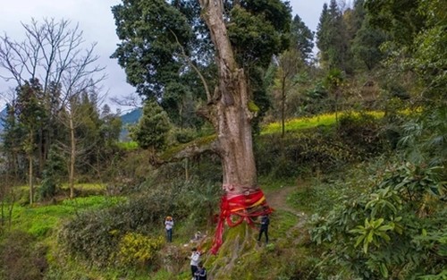 Bật mí loại gỗ quý hơn vàng, giá cao ngất ngưởng 800 tỷ - Hình 3 Bat mi loai go quy hon vang, gia cao ngat nguong 800 ty-Hinh-3