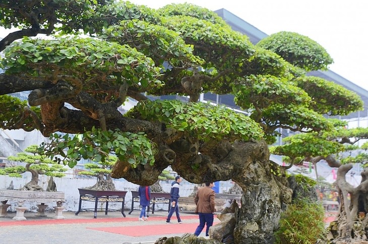 Tận mục cây duối cổ khiến đại gia xếp hàng tranh nhau mua - Hình 2 Tan muc cay duoi co khien dai gia xep hang tranh nhau mua-Hinh-2