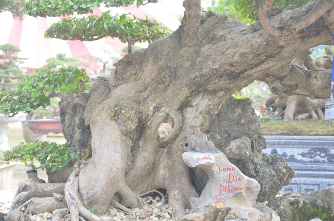 Tận mục cây duối cổ khiến đại gia xếp hàng tranh nhau mua - Hình 3 Tan muc cay duoi co khien dai gia xep hang tranh nhau mua-Hinh-3