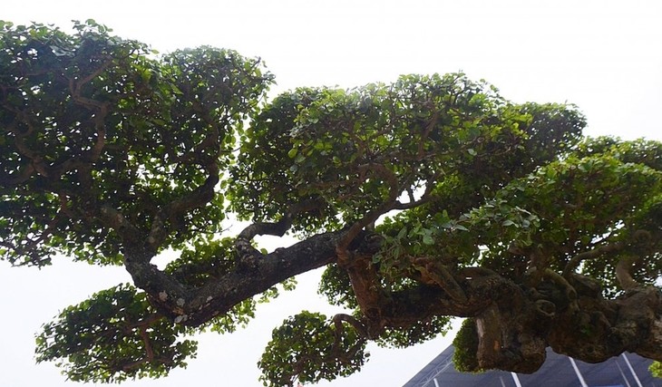 Tận mục cây duối cổ khiến đại gia xếp hàng tranh nhau mua - Hình 6 Tan muc cay duoi co khien dai gia xep hang tranh nhau mua-Hinh-6
