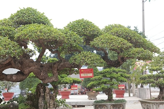 Tận mục cây duối cổ khiến đại gia xếp hàng tranh nhau mua - Hình 7 Tan muc cay duoi co khien dai gia xep hang tranh nhau mua-Hinh-7