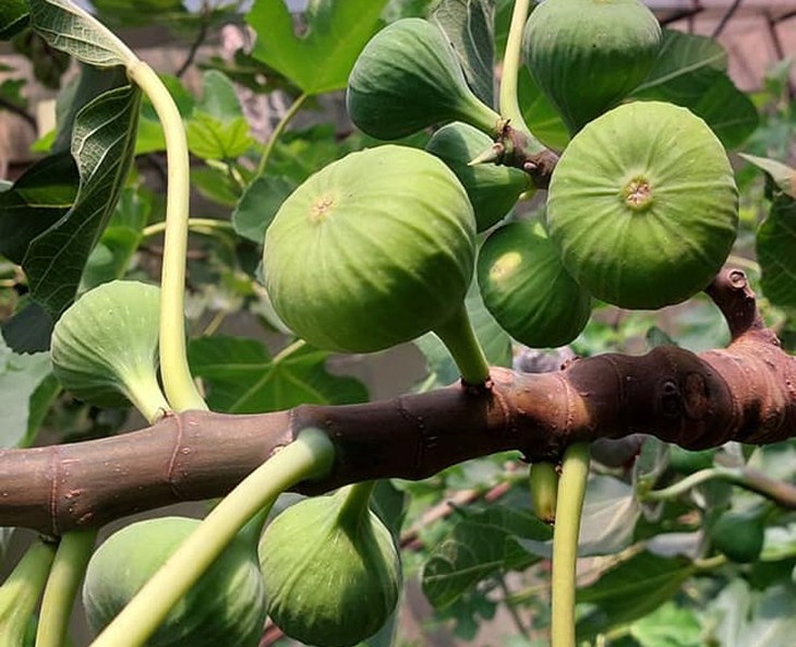 Giống sung khổng lồ 300.000 đồng/kg vẫn hút khách mua - Hình 2 Giong sung khong lo 300.000 dong/kg van hut khach mua-Hinh-2