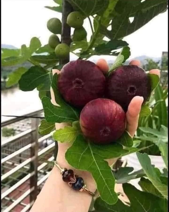 Giống sung khổng lồ 300.000 đồng/kg vẫn hút khách mua - Hình 3 Giong sung khong lo 300.000 dong/kg van hut khach mua-Hinh-3