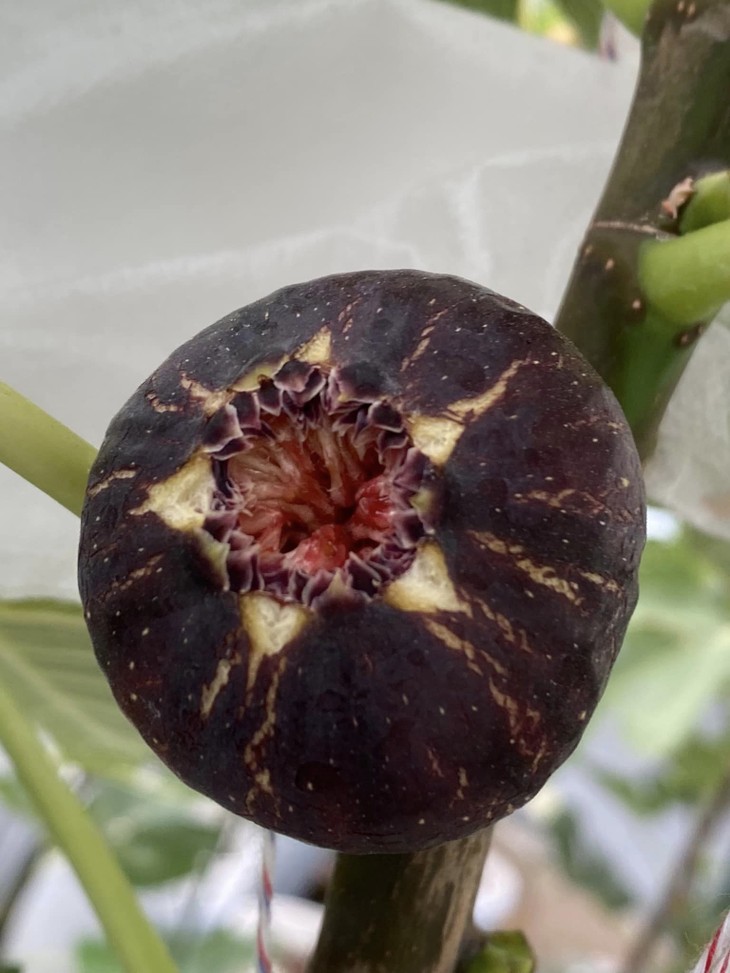 Giống sung khổng lồ 300.000 đồng/kg vẫn hút khách mua - Hình 4 Giong sung khong lo 300.000 dong/kg van hut khach mua-Hinh-4