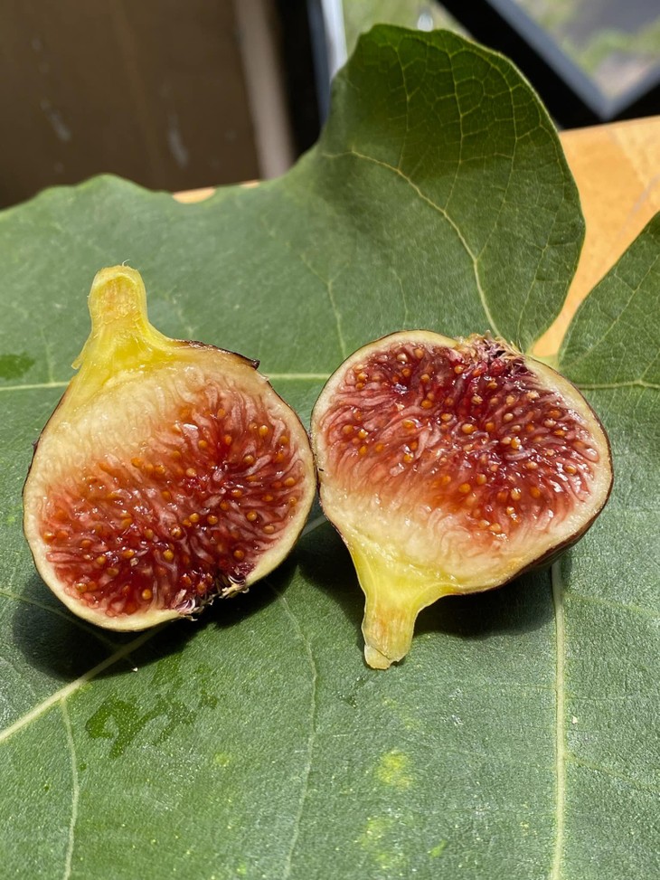 Giống sung khổng lồ 300.000 đồng/kg vẫn hút khách mua - Hình 5 Giong sung khong lo 300.000 dong/kg van hut khach mua-Hinh-5
