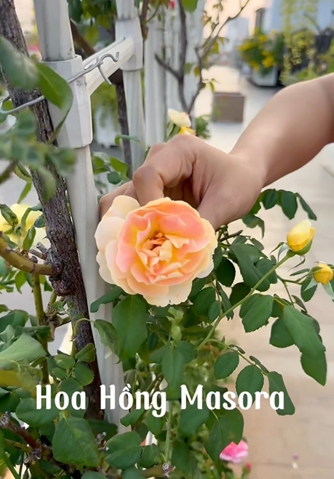 Vườn hồng ngoại “bung nở hết cỡ” trong nhà Khánh Thi - Phan Hiển - Hình 3 Vuon hong ngoai “bung no het co” trong nha Khanh Thi - Phan Hien-Hinh-3