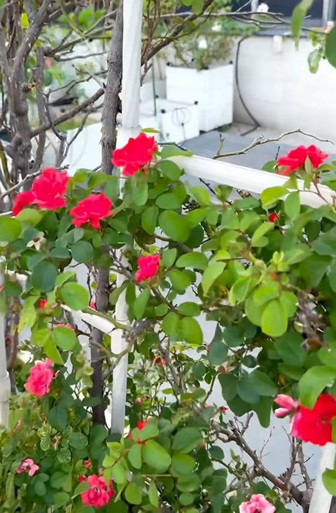 Vườn hồng ngoại “bung nở hết cỡ” trong nhà Khánh Thi - Phan Hiển - Hình 5 Vuon hong ngoai “bung no het co” trong nha Khanh Thi - Phan Hien-Hinh-5
